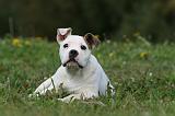 BOULEDOGUE AMERICAIN 264